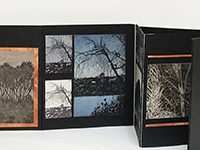 whispering trees1.jpg